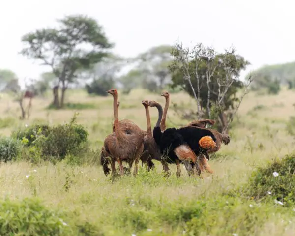 (2.) Foto-Impressionen zu: Reiseangebote Tsavo East National Park