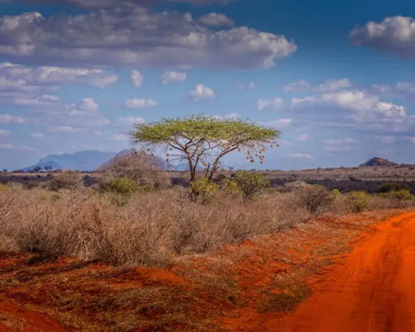 (1.) Foto-Impressionen zu: Reiseangebote Tsavo East National Park
