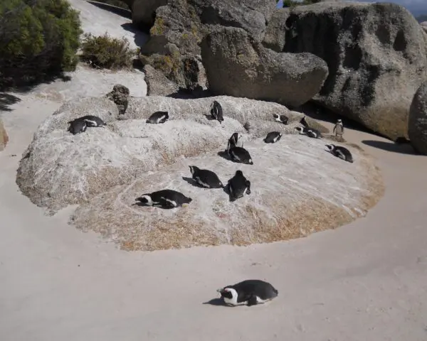 Foto von Boulders Beach