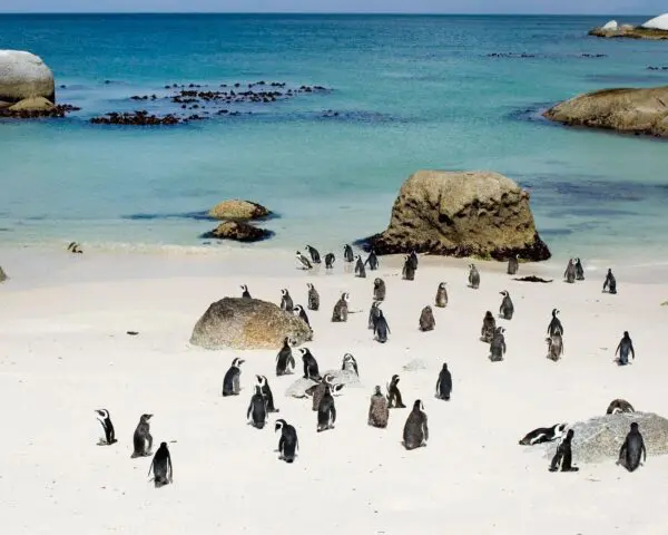 (1.) Foto-Impressionen zu: Reiseangebote Boulders Beach