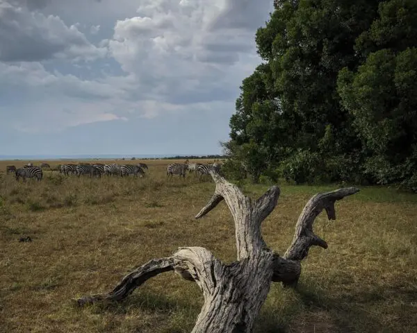 (2.) Foto-Impressionen zu: Reiseangebote Welgevonden Wildreservat