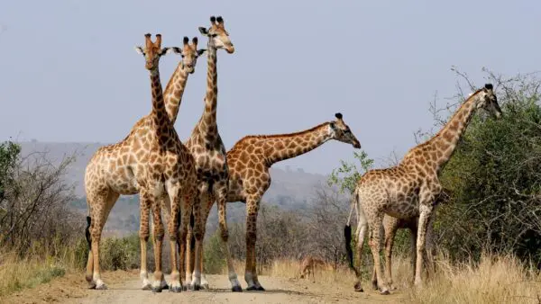 Foto von Hluhluwe Nationalpark