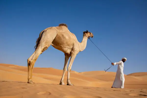 Foto von Liwa