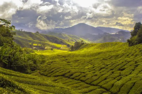 Foto von Cameron Highlands