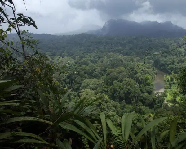 (1.) Foto-Impressionen zu: Reiseangebote Kinabatangan-Segama