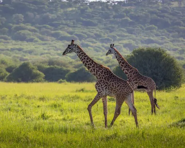 (6.) Foto-Impressionen zu: Safari "Wildlife Discovery" & Entspannung in Dar es Salaam
