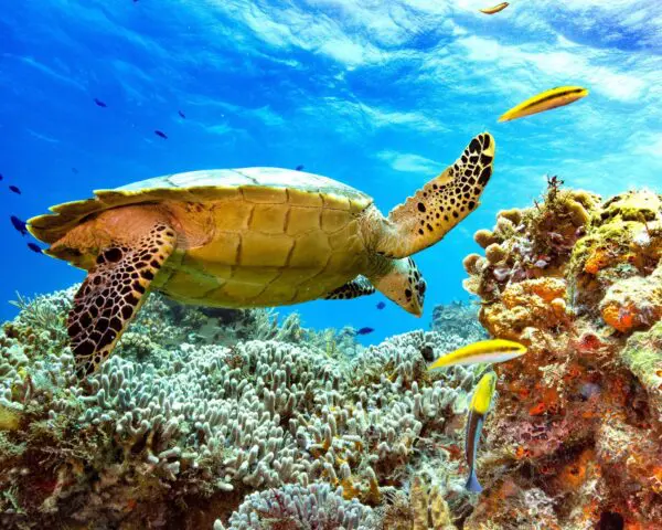 (4.) Foto-Impressionen zu: Reiseangebote Cozumel