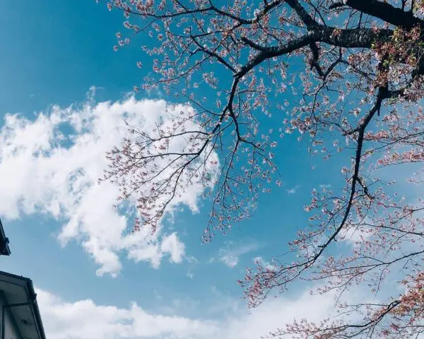 (2.) Foto-Impressionen zu: Reiseangebote Fujikawaguchiko