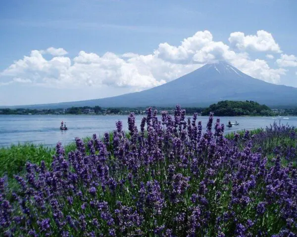 (3.) Foto-Impressionen zu: Reiseangebote Fujikawaguchiko
