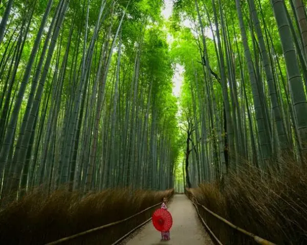 (5.) Foto-Impressionen zu: Reiseangebote Kyoto