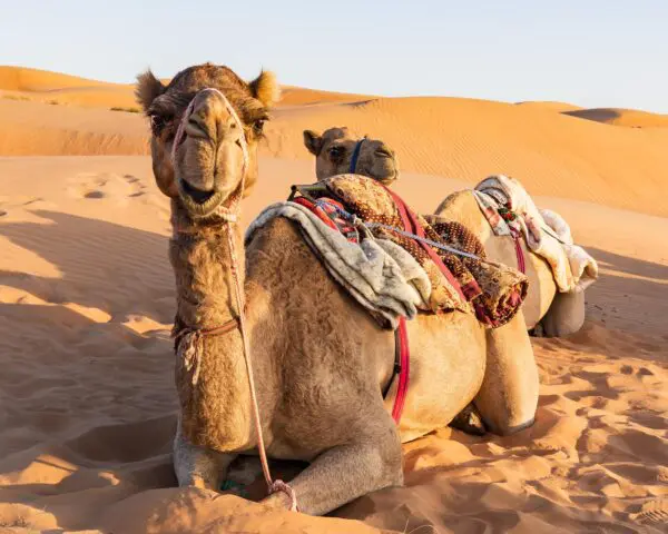 (2.) Foto-Impressionen zu: Reiseangebote As Sifah
