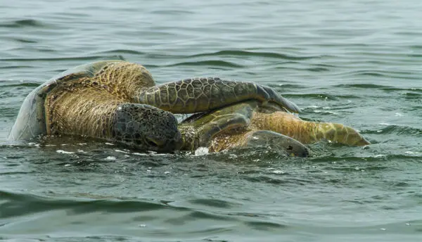 Foto von Tortuguero