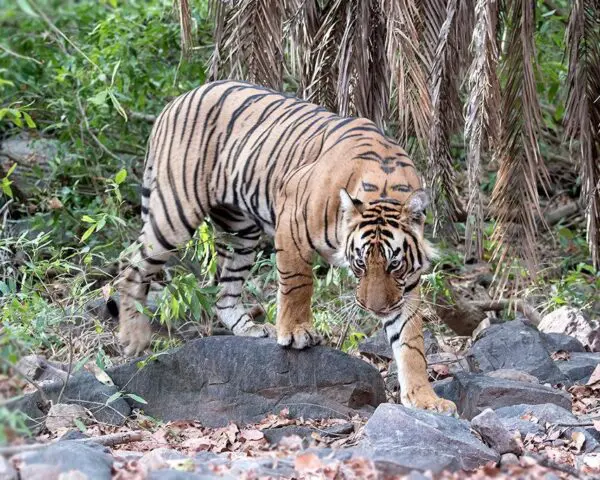 (1.) Foto-Impressionen zu: Reiseangebote Ranthambore