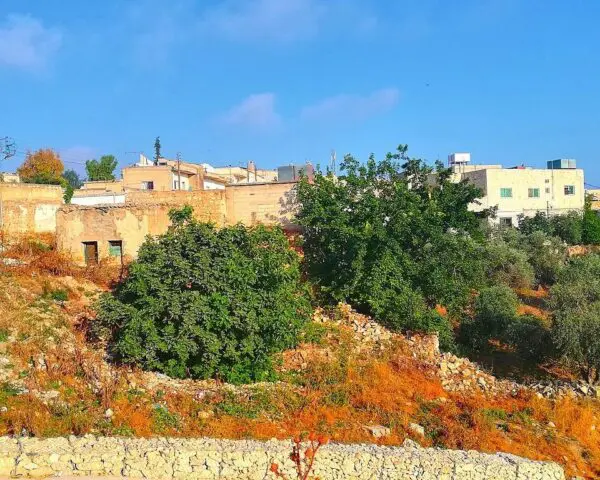 (1.) Foto-Impressionen zu: Reiseangebote Irbid