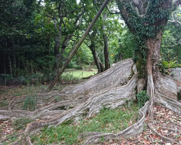 (3.) Foto-Impressionen zu: Reiseangebote Kenting