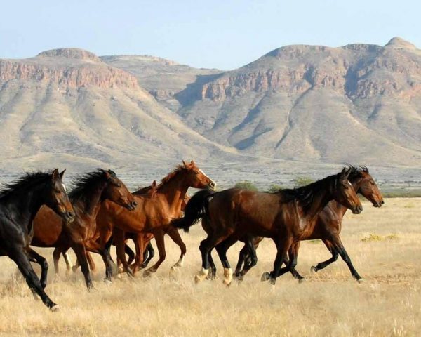 Rundreise "Ungezähmtes Namibia"