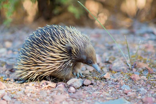 Echidna, Australien