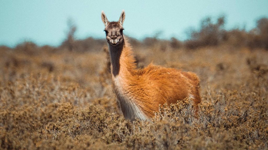 Guanaco im Feld, Argentinien