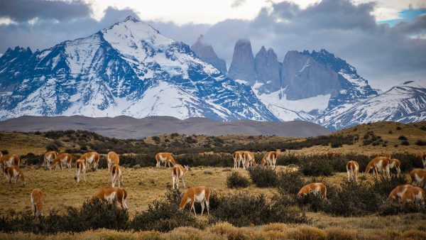 Guanacos in Torres del Paine National Park, Chile