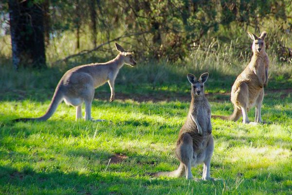 Kängurus, Australien