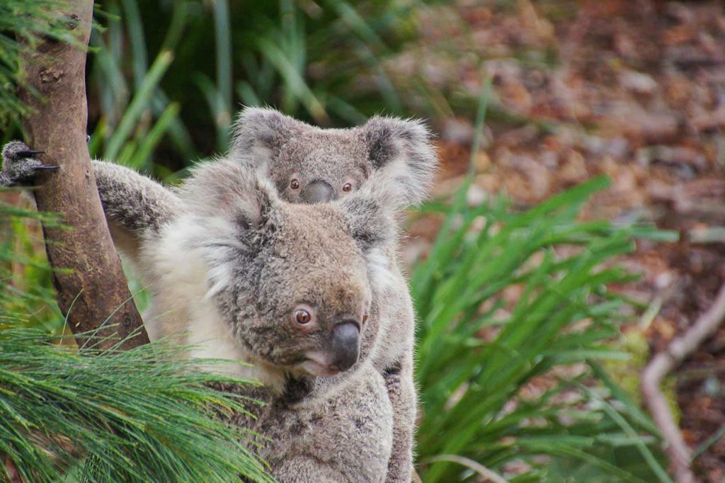 Koalas, Australien