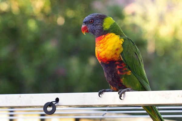 Papagei, Australien