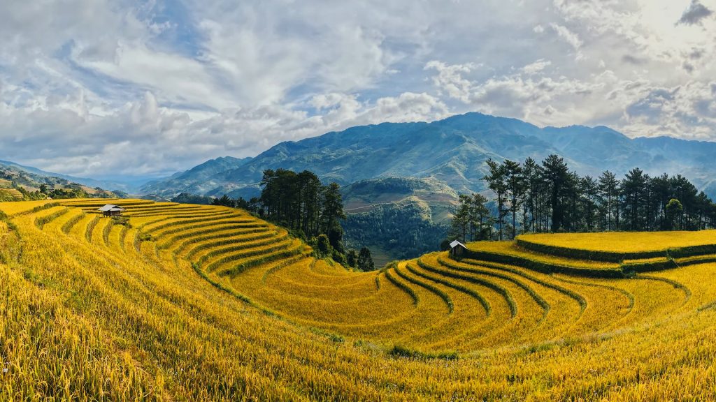 Reisfelder, Landschaft, Vietnam