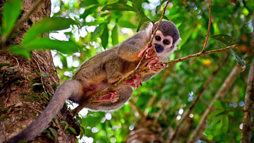 Äffchen im Wald, Coca, Ecuador Rundreisen