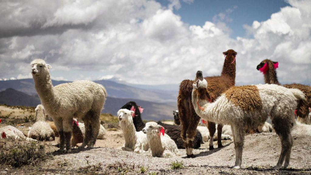 Aplakas, Colca Canyon, Peru