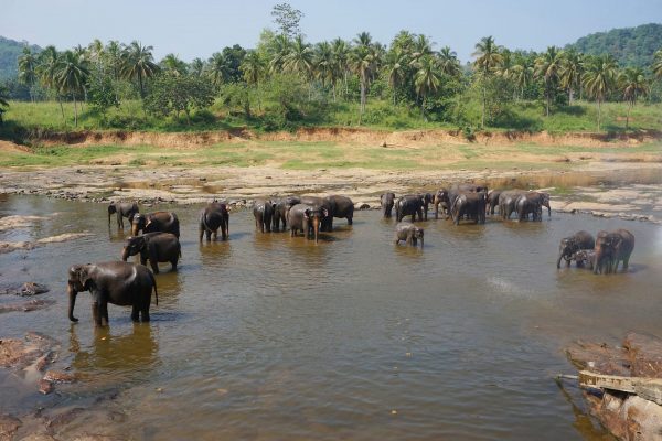 Elefanten, Sri Lanka