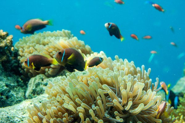 Fische, Korallen, Unterwasserwelt, Malediven