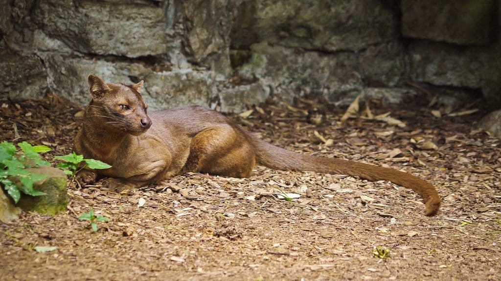 Fossa im Kirindy Reservat, Madagaskar