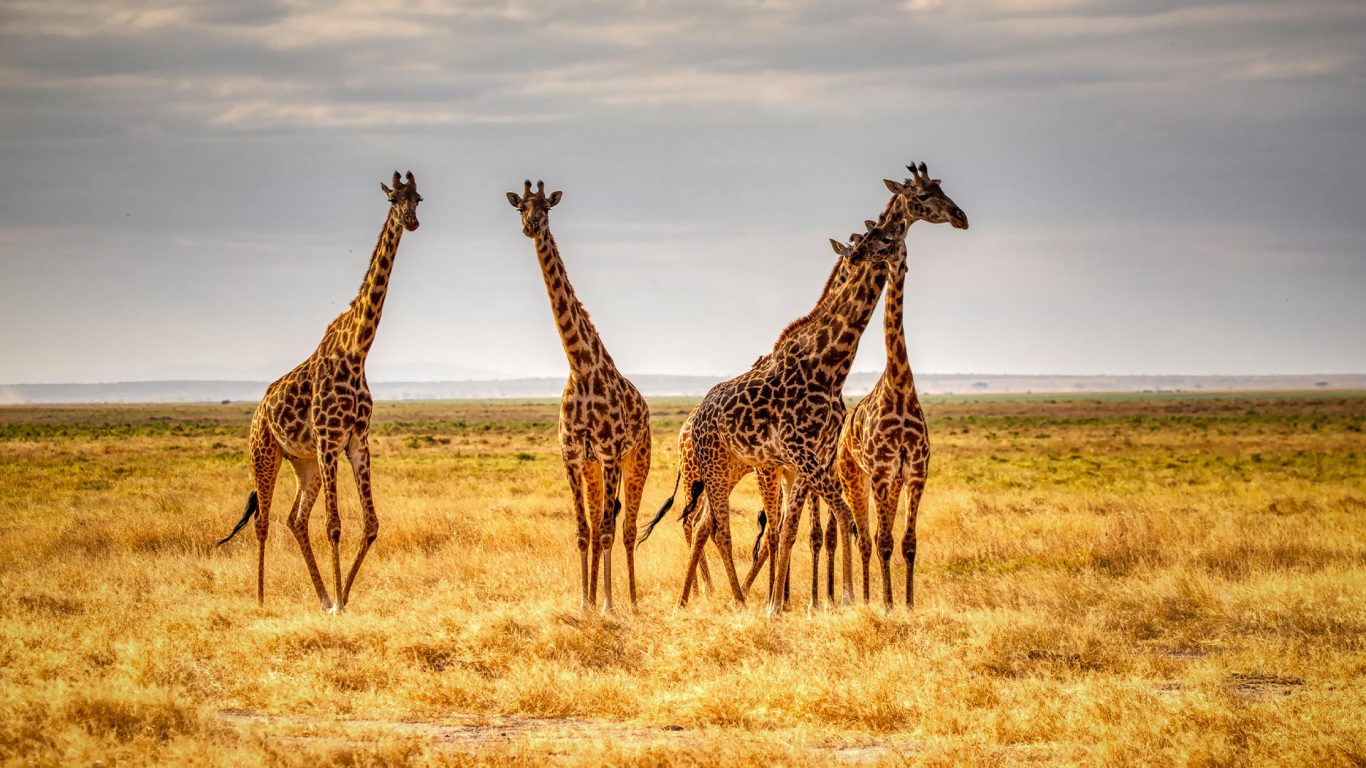 Kenia Safari und Baden