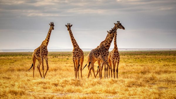 Giraffen auf Safari, Kenia