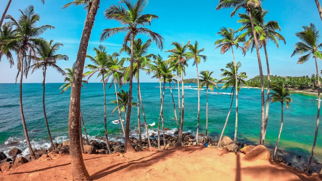 Kokospalmen, Mirissa, Sri Lanka