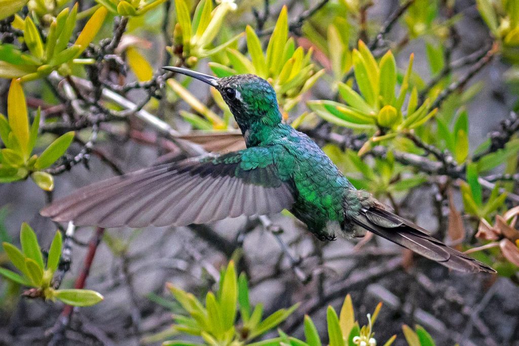 Cienaga de Zapata Kolibri, Kuba