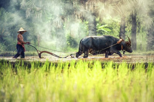 Bauer pflügt das Feld mit dem Büffel, Laos
