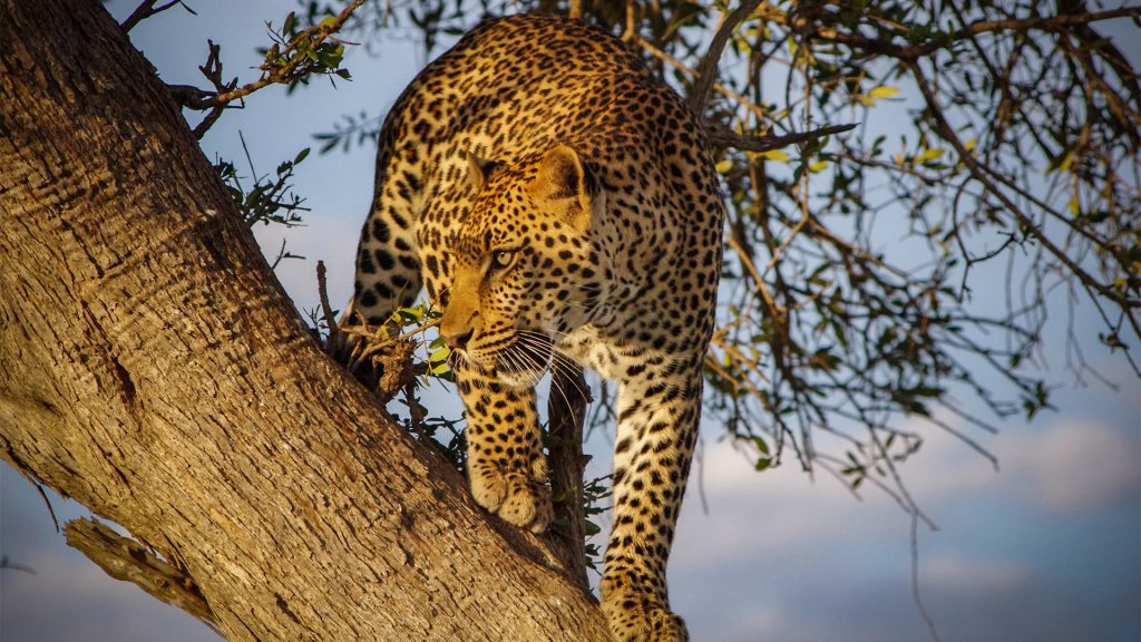 Leopard auf dem Baum, Safari, Kenia