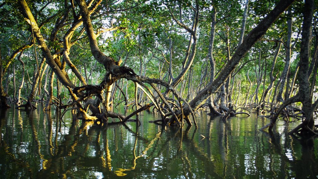 Mangrovenwald, Gazi, Kenia