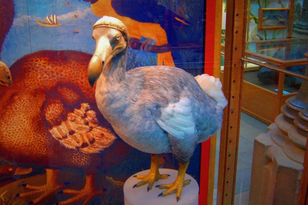 Dodo Figur im Museum, Mauritius