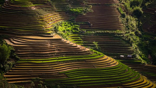 Reisfelder in Bergen, Vietnam