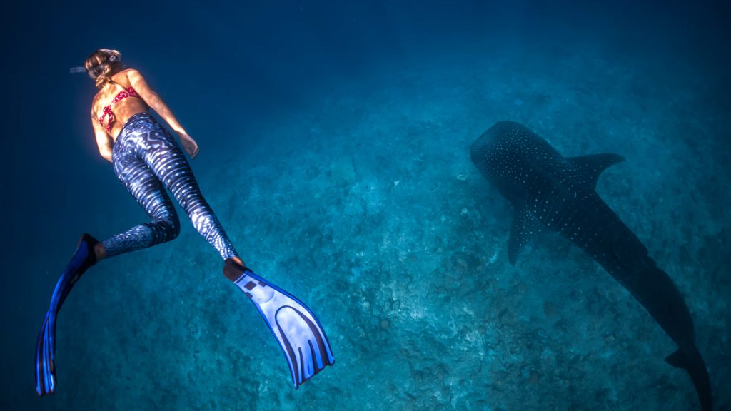 Tauchen mit Walhaien, Malediven