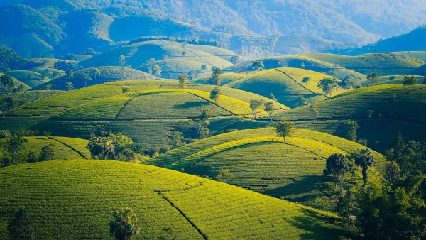 Teefelder, Landschaft, Vietnam