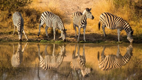 Zebras im Kruger-Nationalpark, Südafrika
