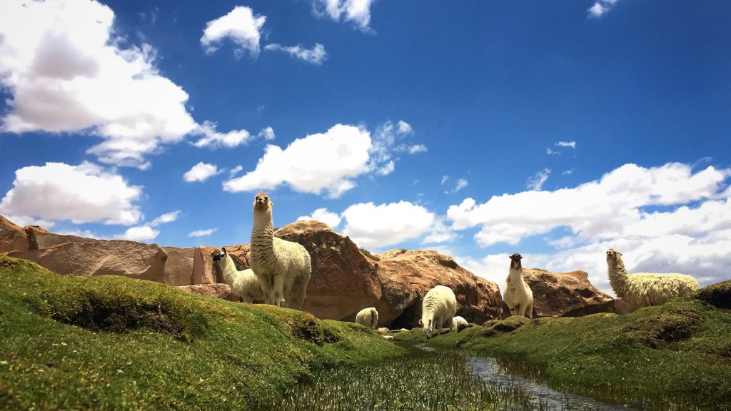 Alpakas auf der Weide, Bolivien