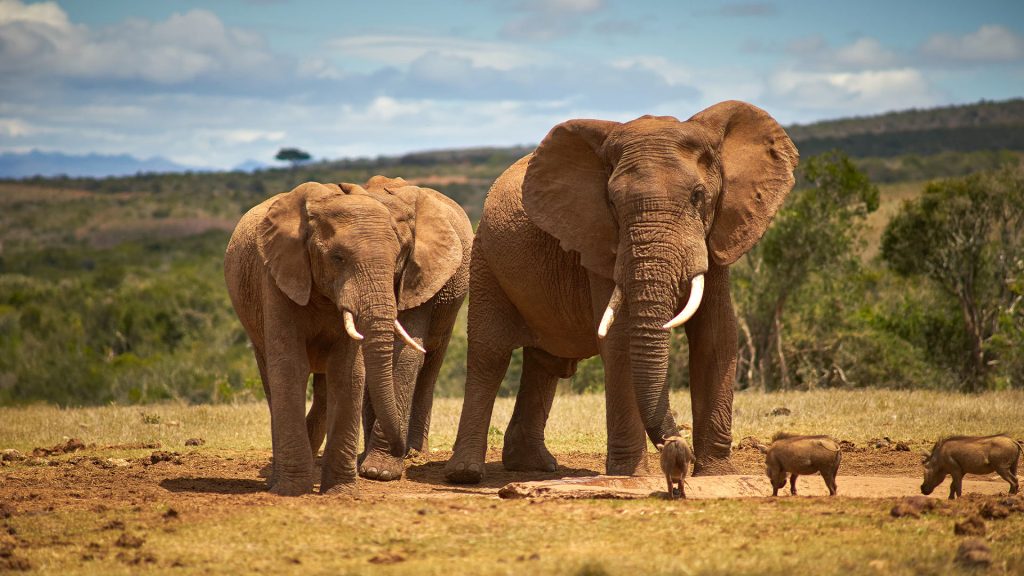 Elefanten, Mosambik