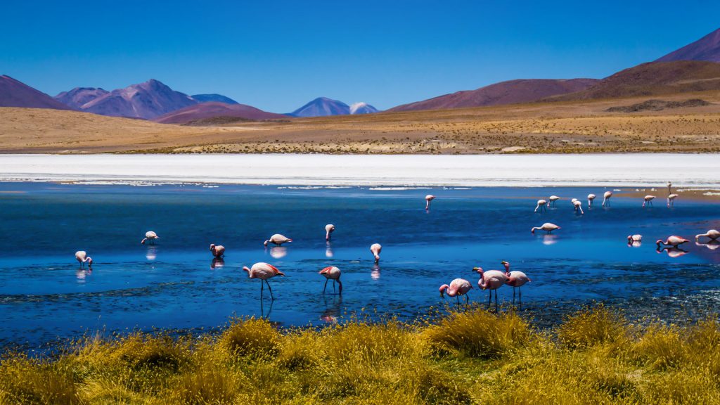 Flamingos, Bolivien