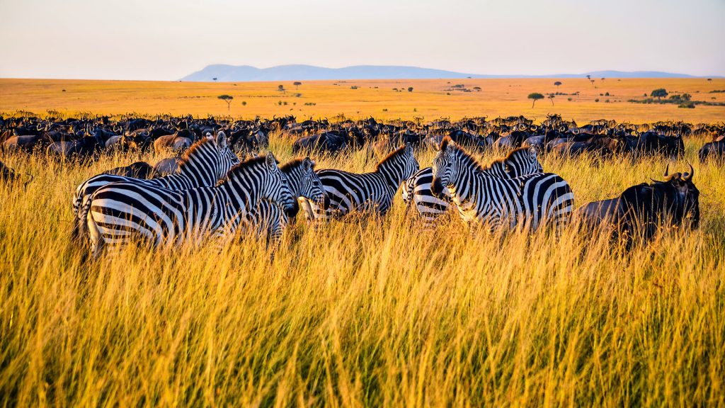 Gnus und Zebras im hohen Gras, Tansania
