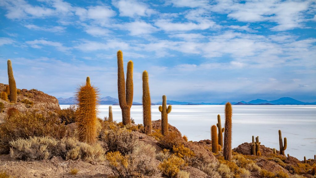 Kakteen am Salzsee Uyuni, Bolivien