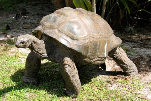 Riesenschildkroete, Seychellen